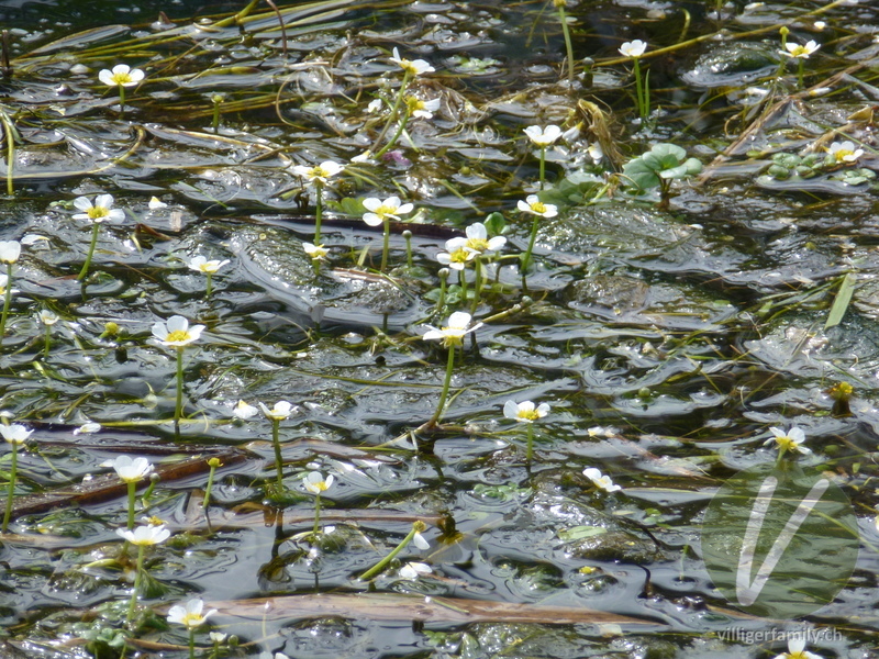 Gewöhnlicher Haar-Wasserhahnenfuss: Übersicht